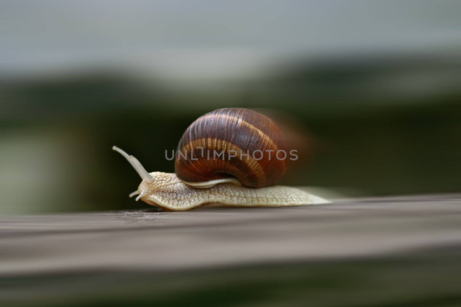 Shot of the speeding snail