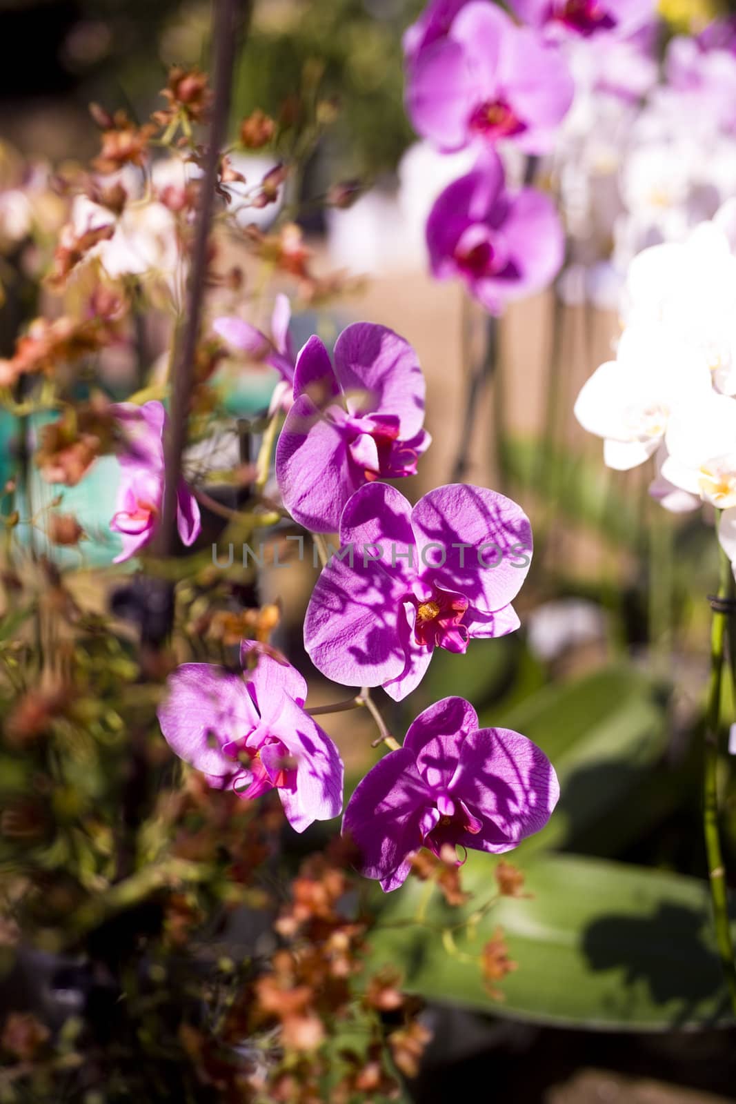 orchidea by verbano