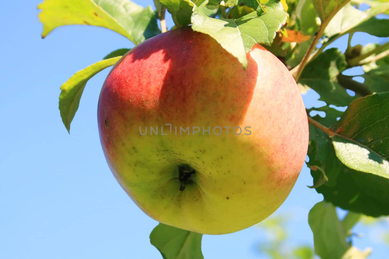 Apple by Ragnar
