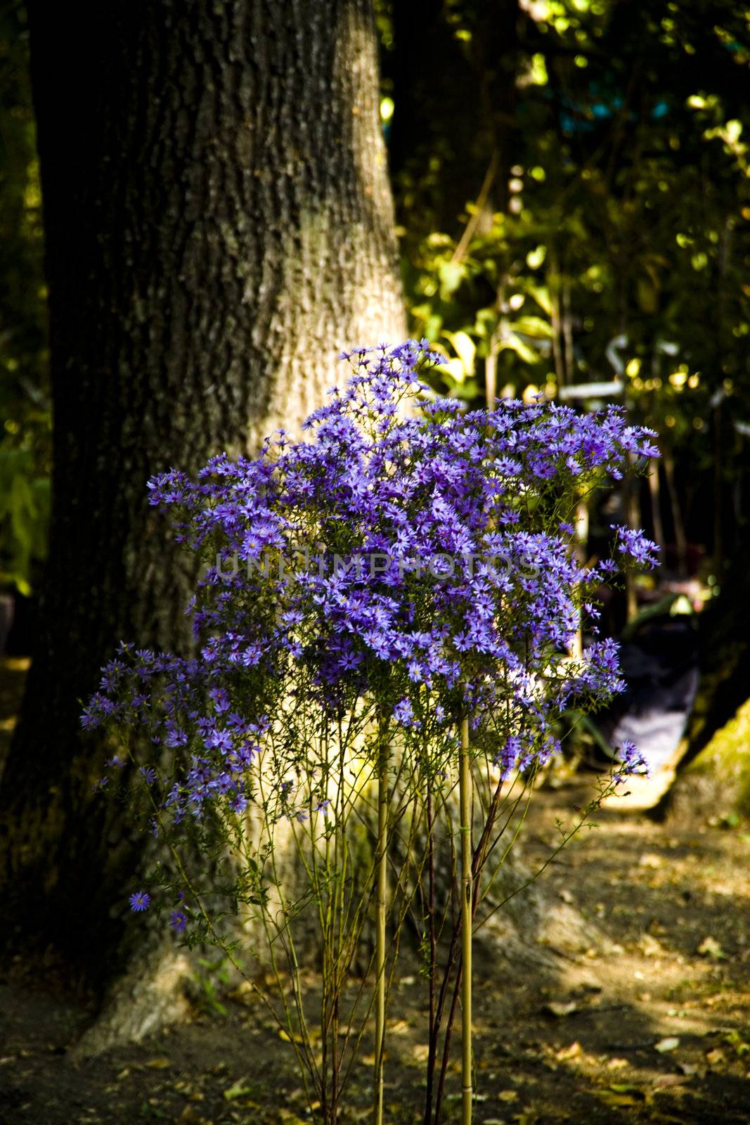 violet flowers by verbano