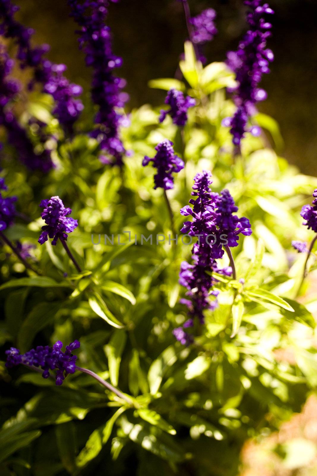 castle's garden macro shot of a violet flower