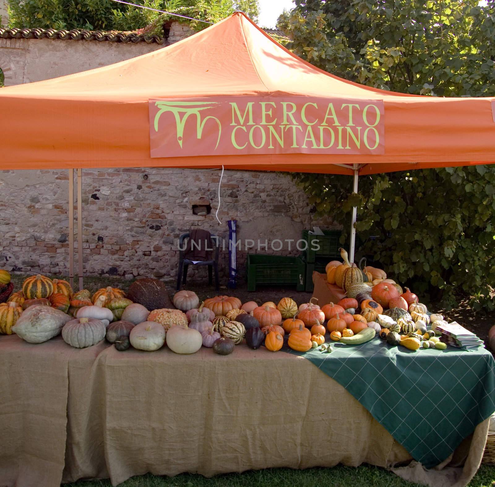 decorative bio pumpkins by verbano