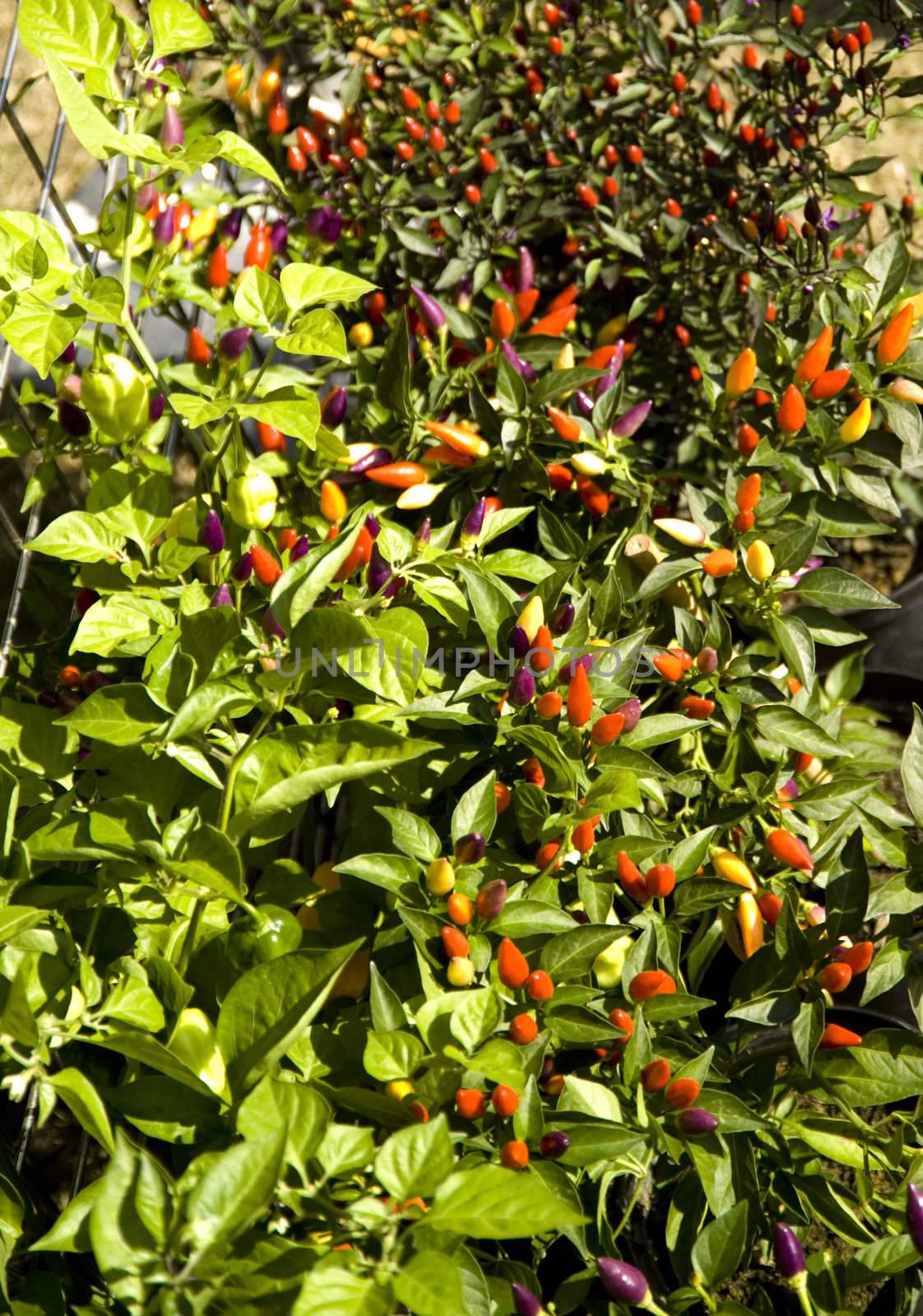 farmers market plants fall pepperoni plant