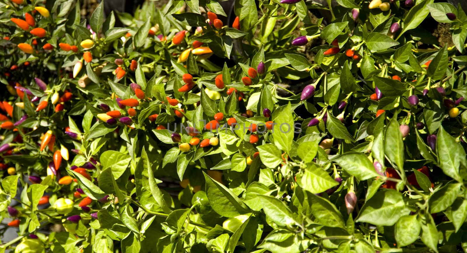 multicoloured pepperoni plant . italy