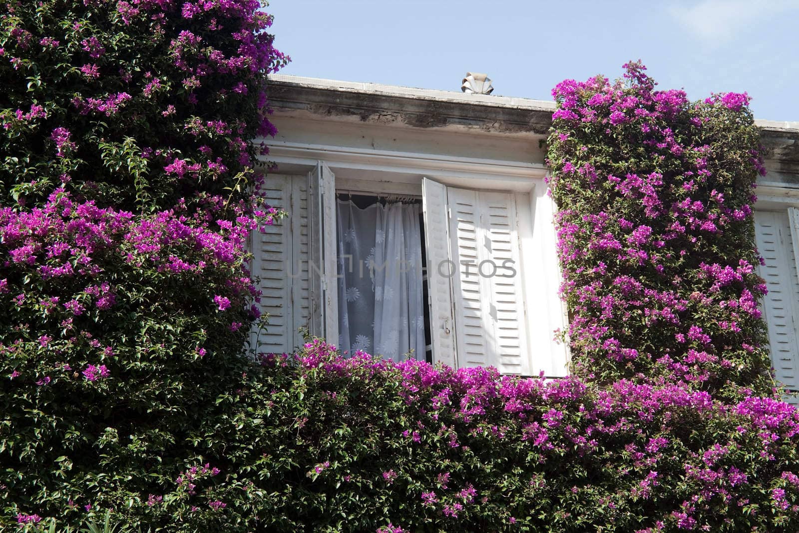 An window surrounded by greenery and pink flowers
