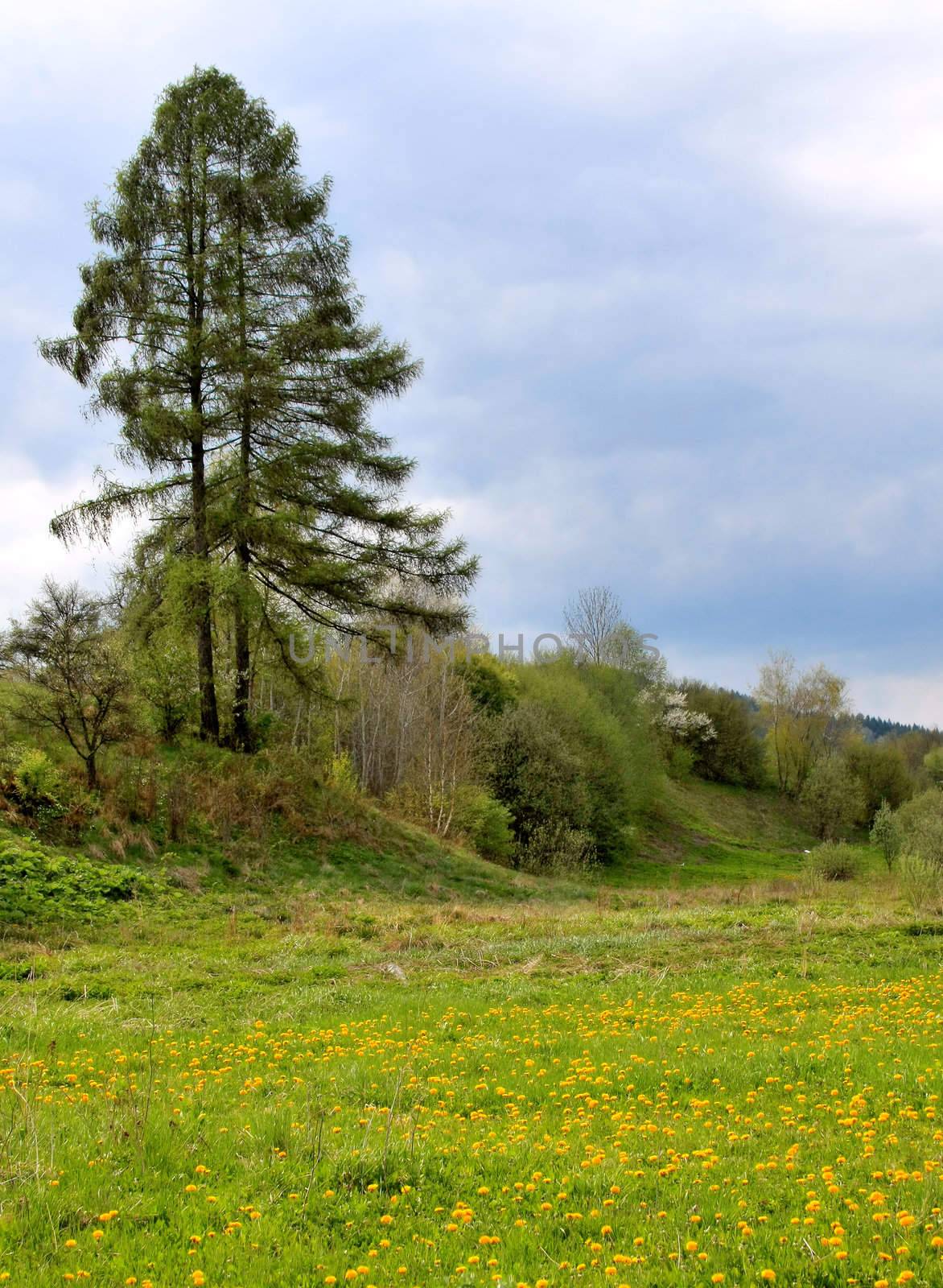 Alone tree in a lush yellow flowers field