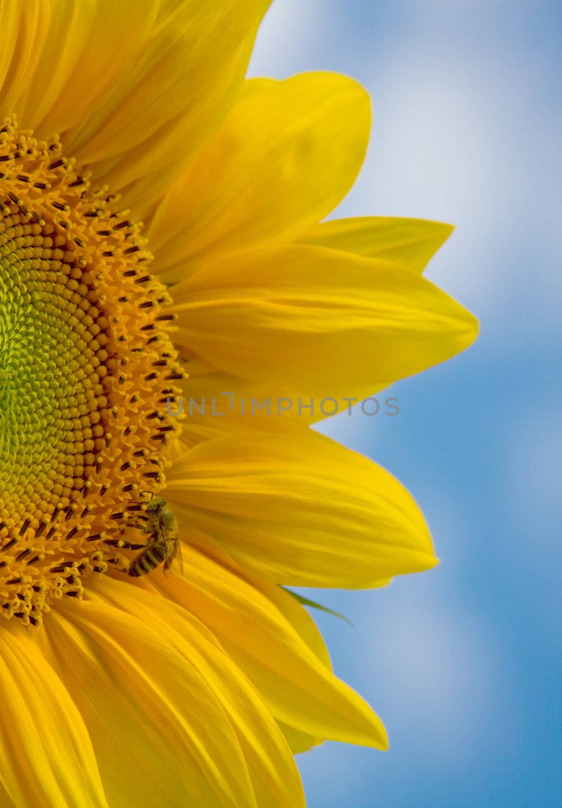 Beautiful sunflower against a blue sky
