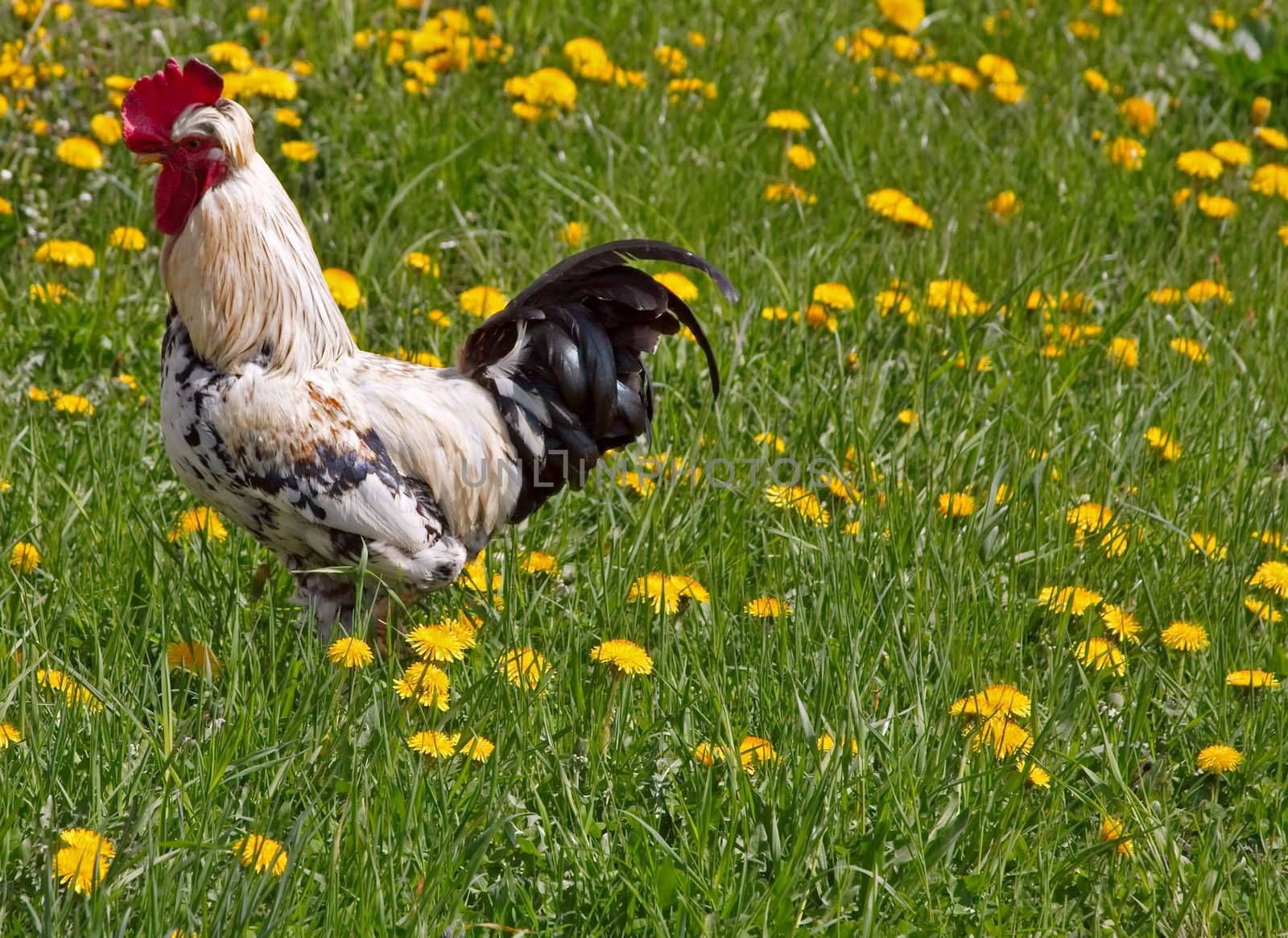 Rooster and beautiful yellow flowers