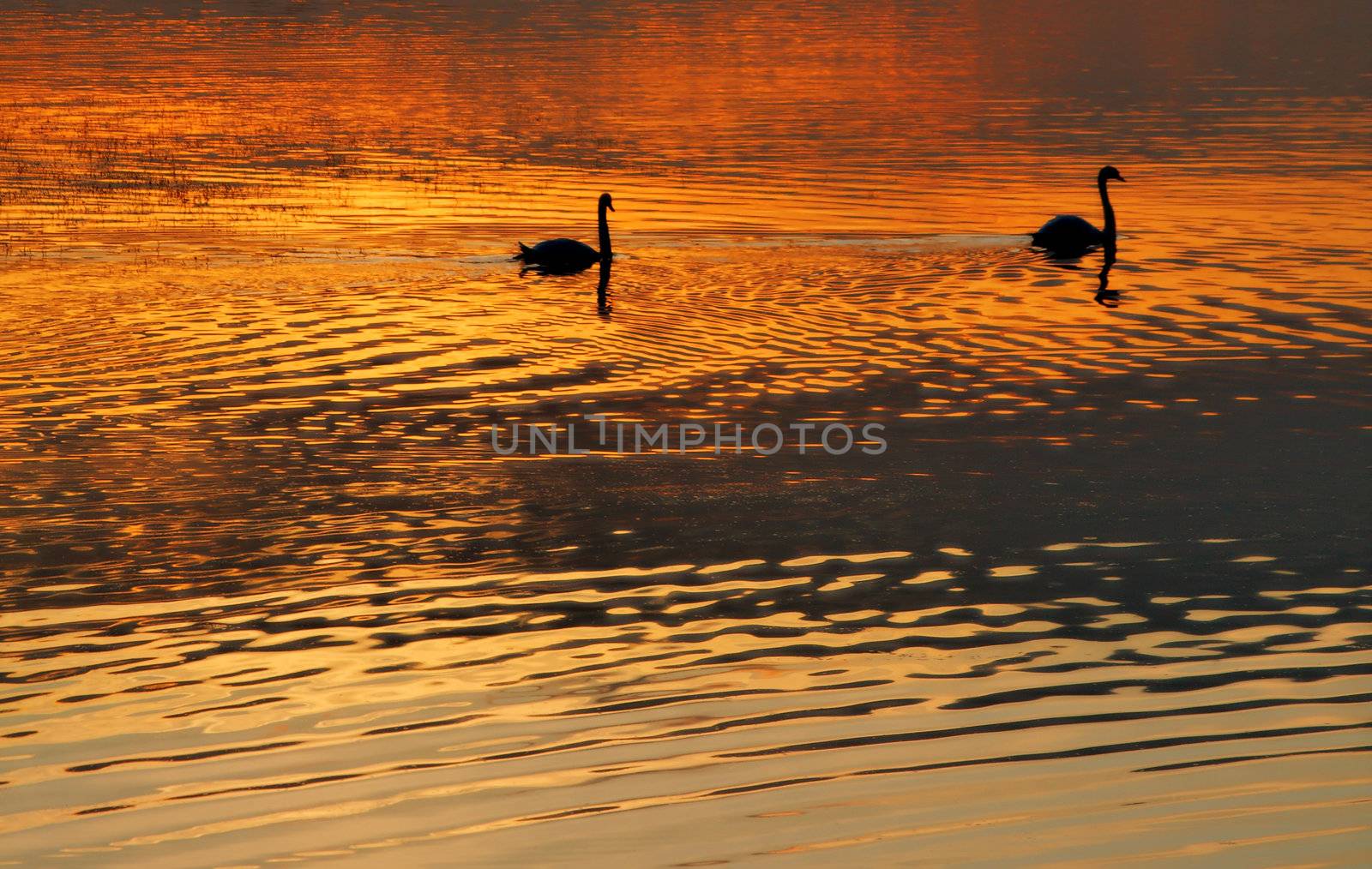 Swan Lake Sunset with beautiful animals and water reflection