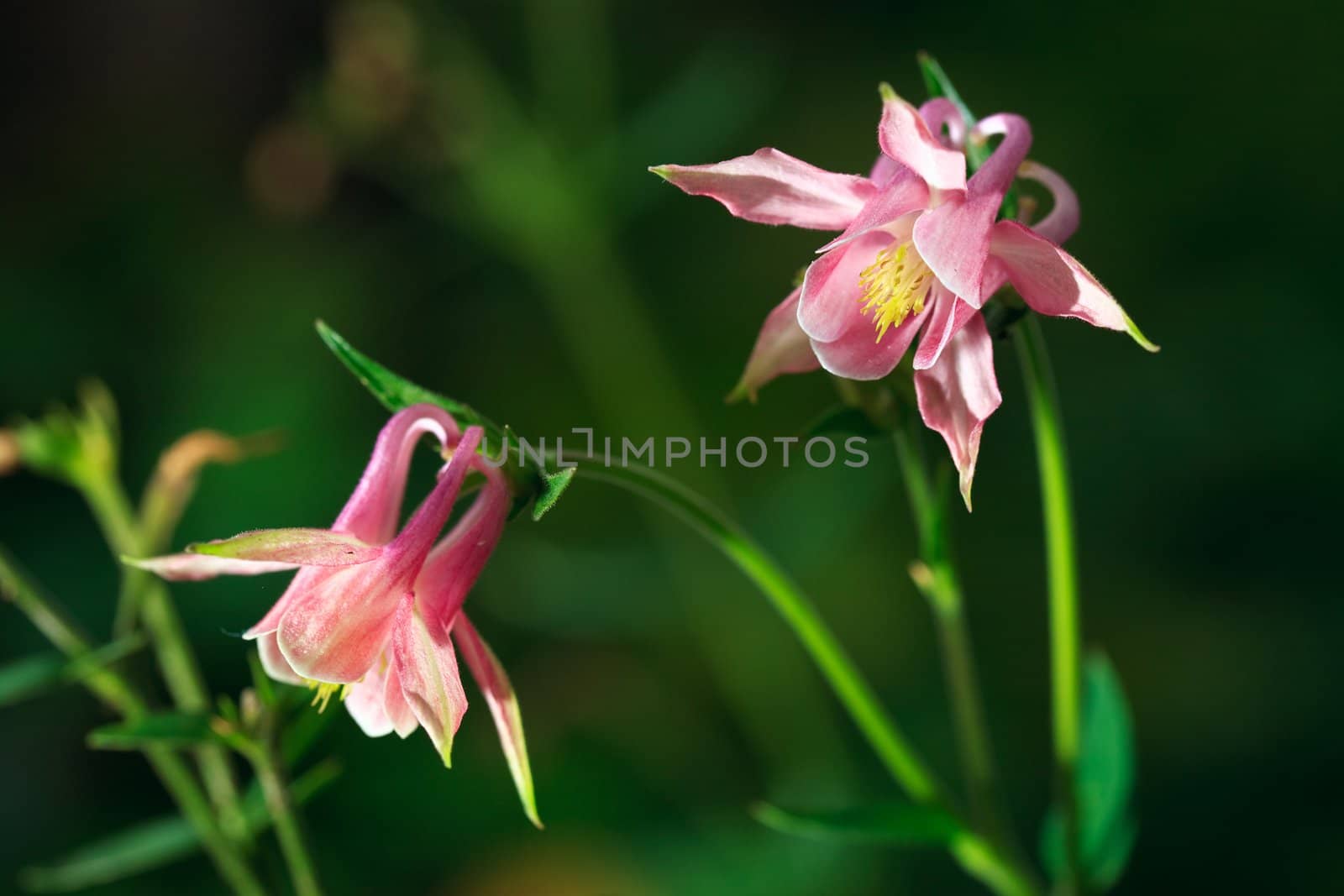 Aquilegia flower