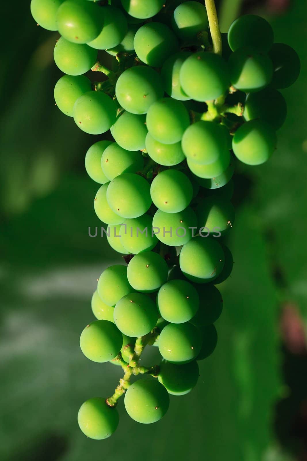 Bunch of unripe grape.