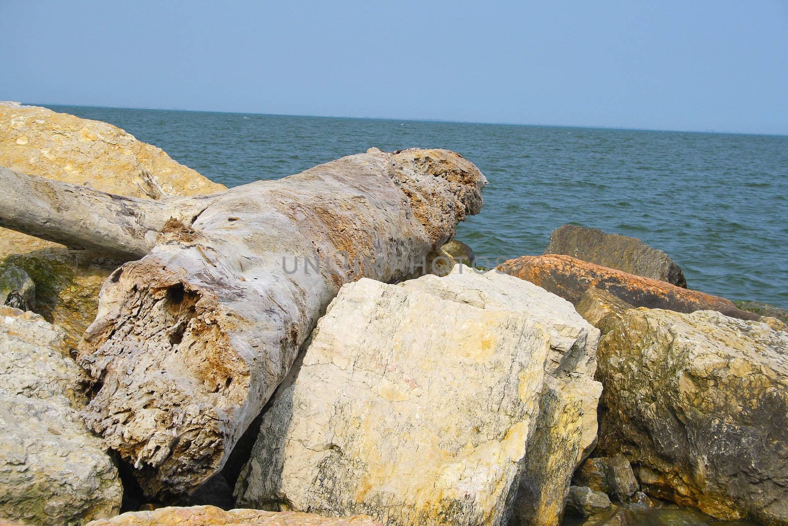 trunk mimicry between the white  stones up the seaside