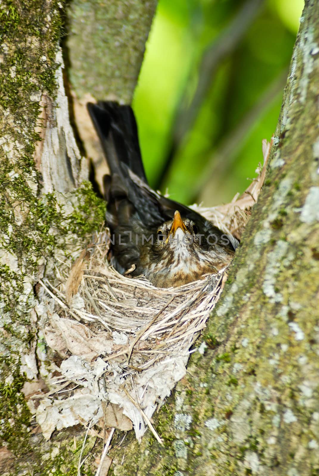 Female starling sitting in it's nest.