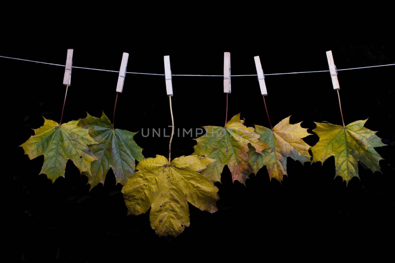 autumn maple leaves on a clothes line by bernjuer