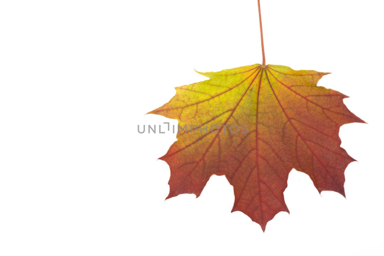 autumn maple leaves on a clothes line by bernjuer