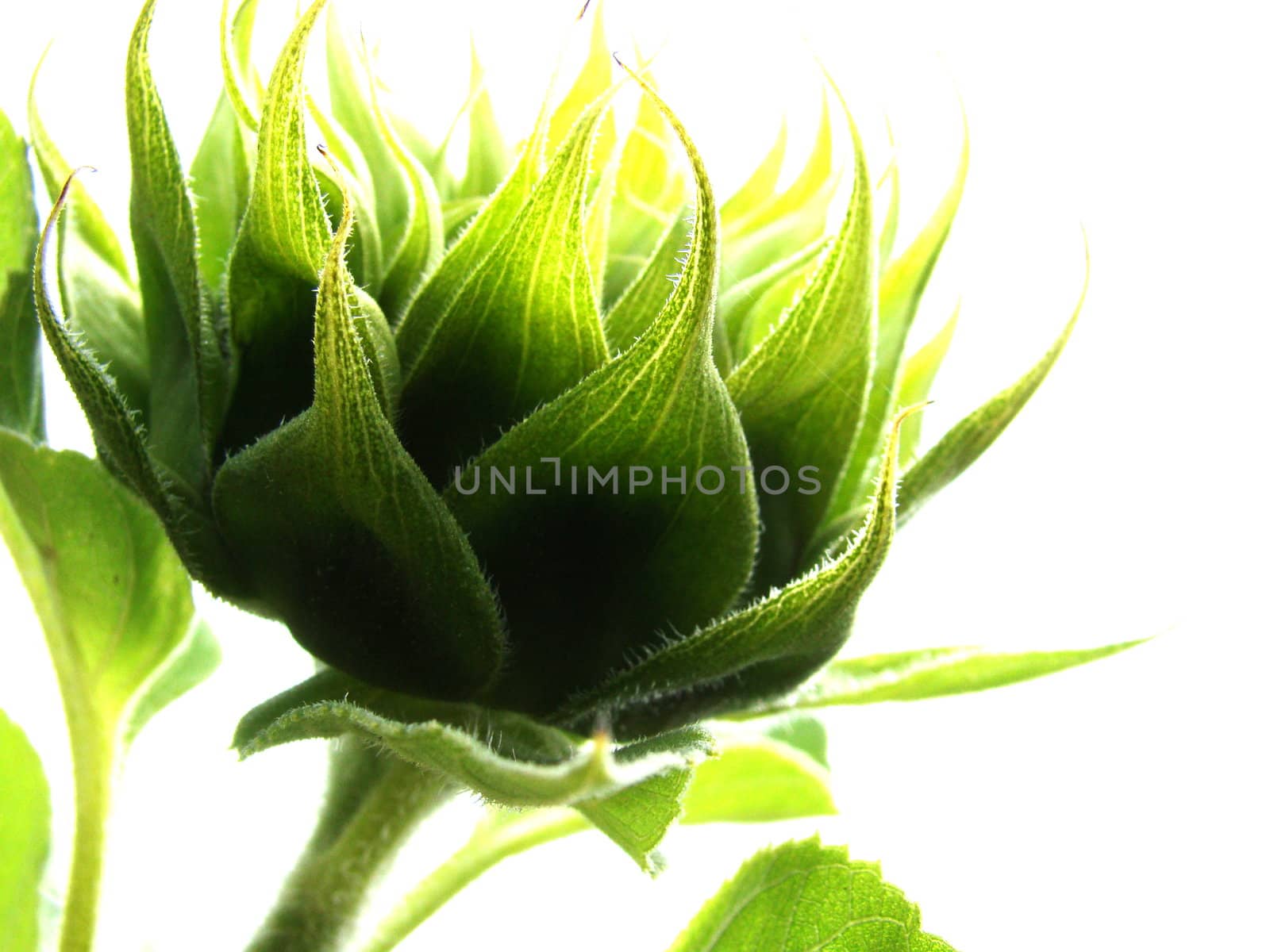 sunflower bud by elvira334