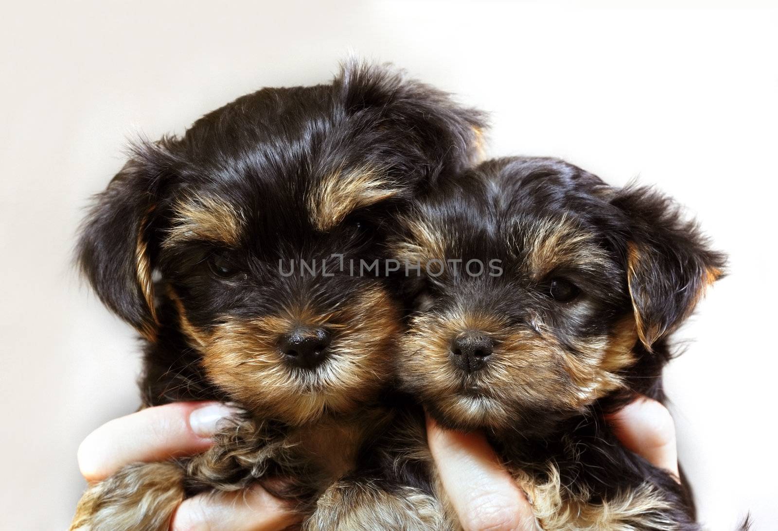 Puppies of the yorkshire terrier in studio