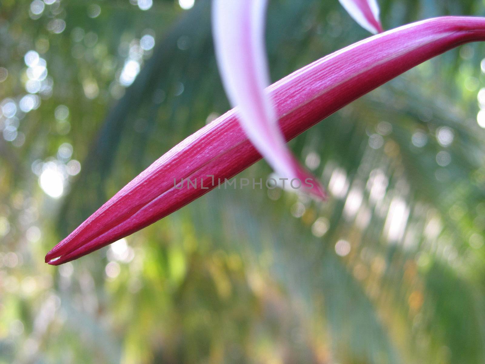 pink flower close-up by mmm