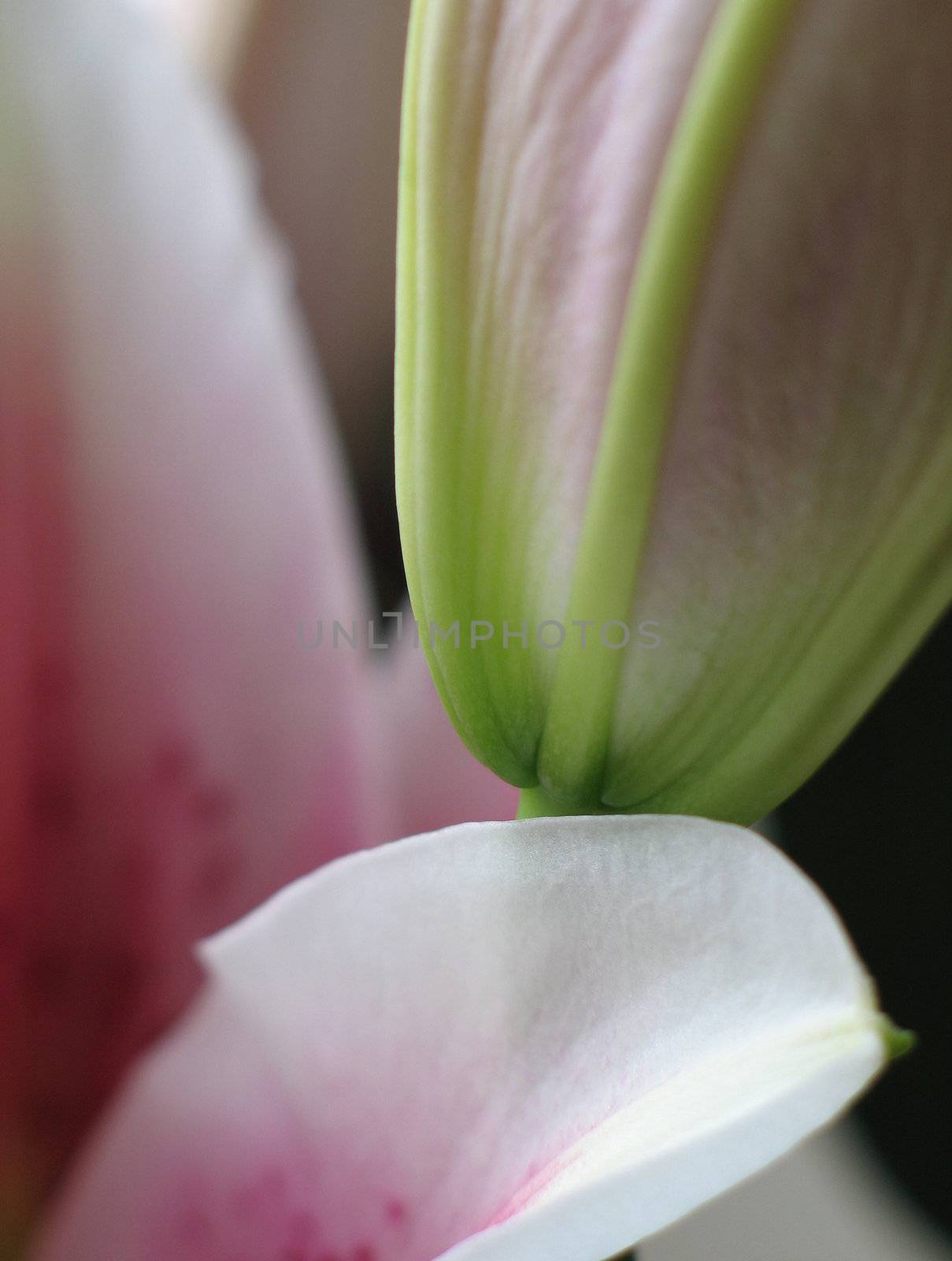 pink flower close-up