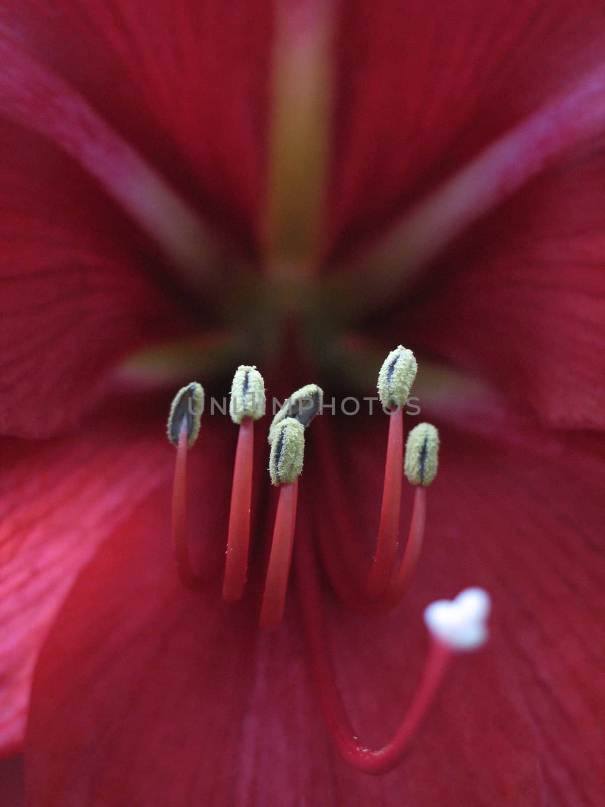 red flower reproductive parts close-up by mmm