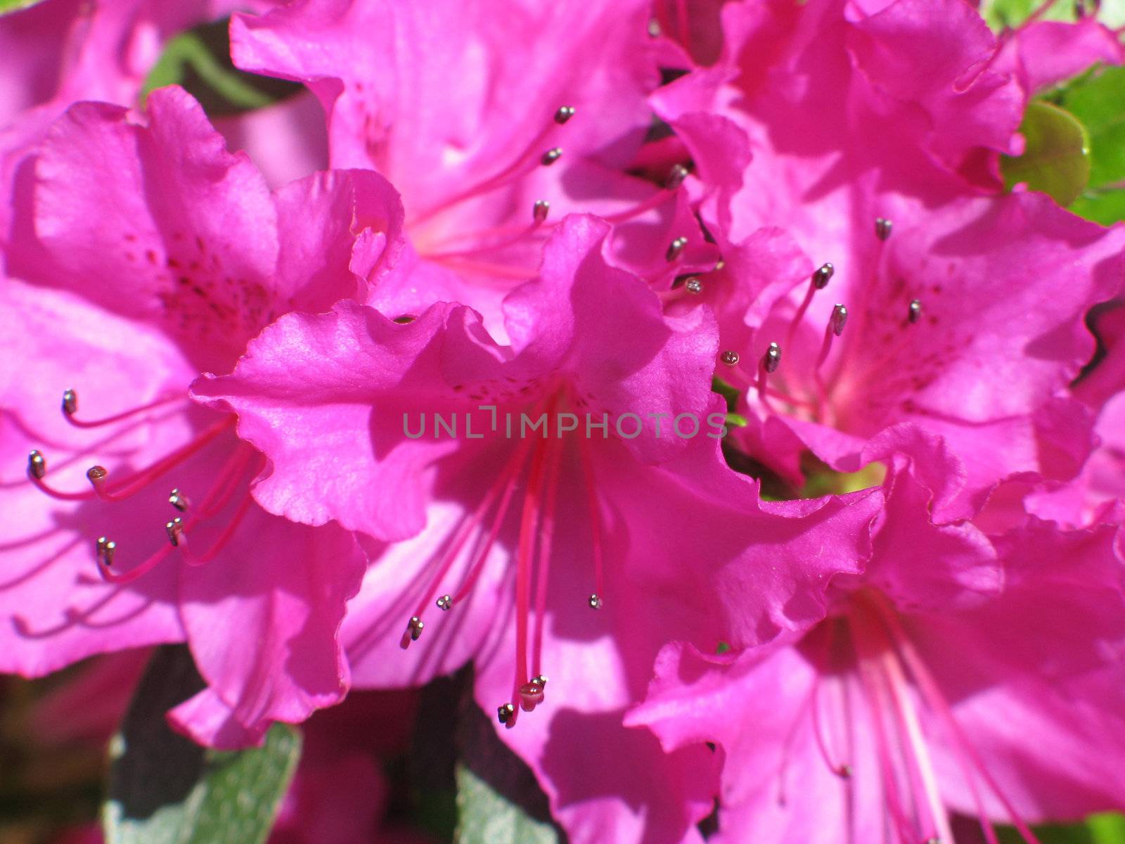 pink flowers by mmm