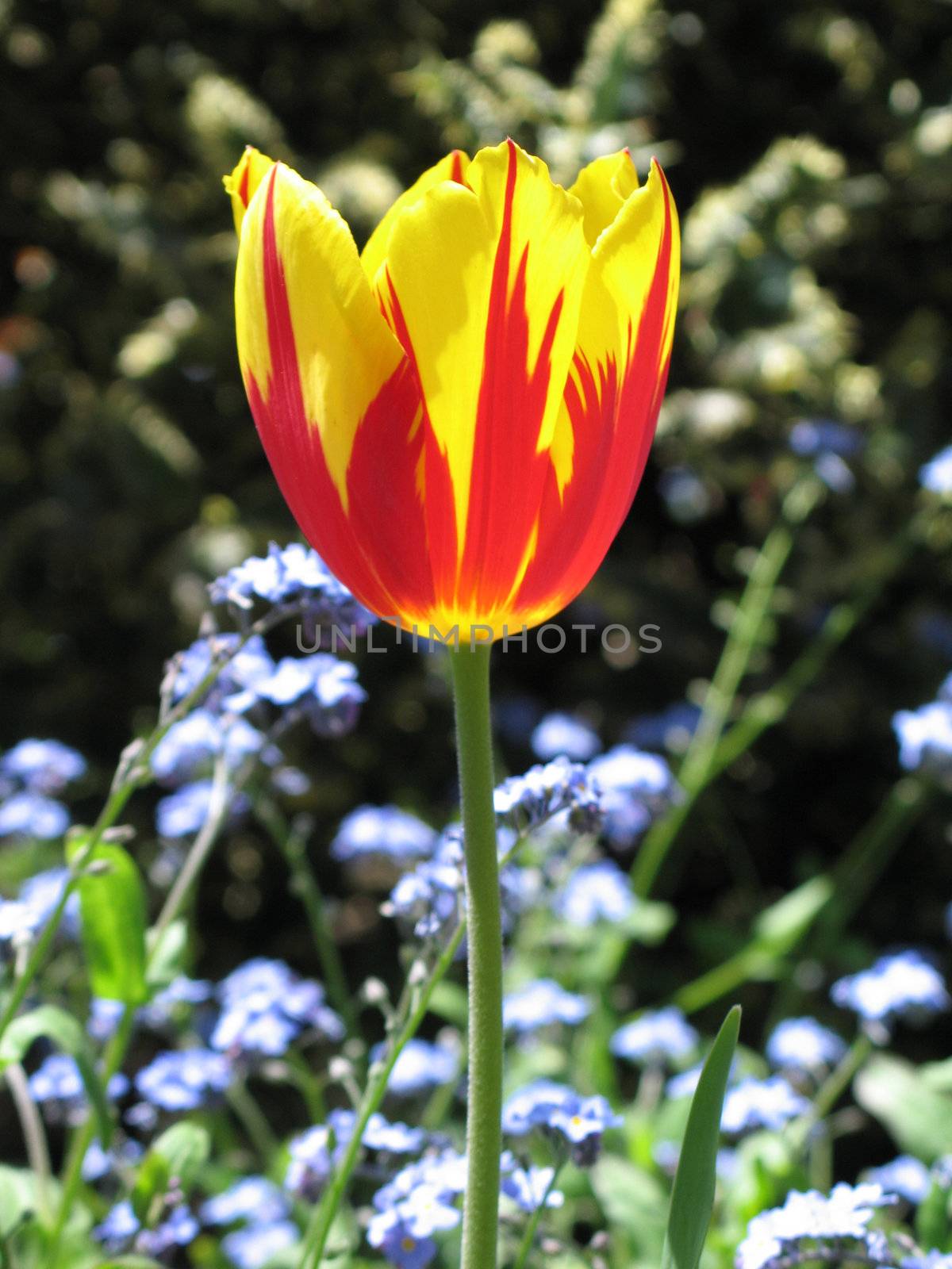 red and yellow tulips