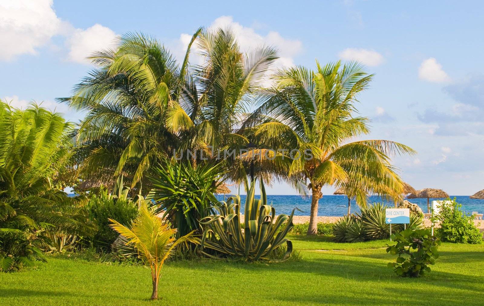 Lush vegetation along the blue caribbean sea.