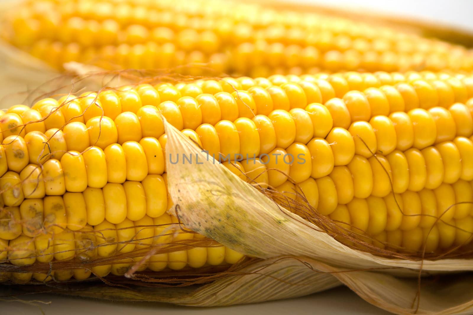 Freshly harvested corn, close up. Shallow DOF, macro, background