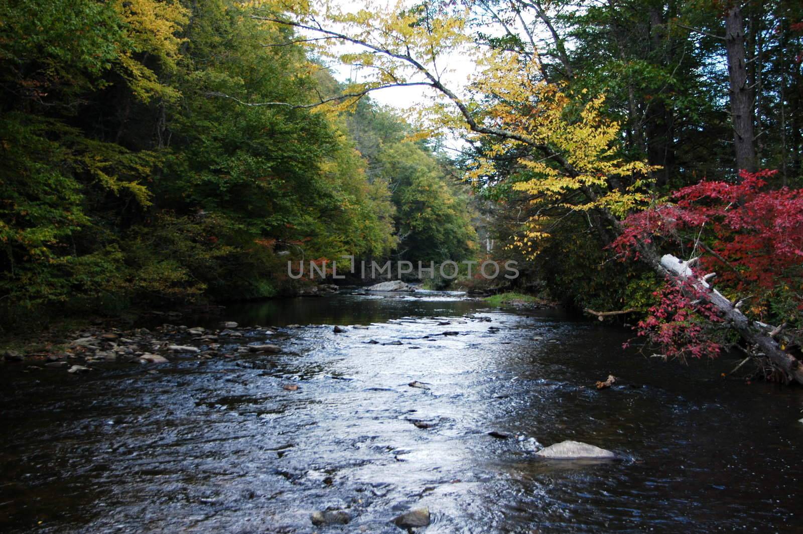 A creek in rural North Carolina seen during the early fall