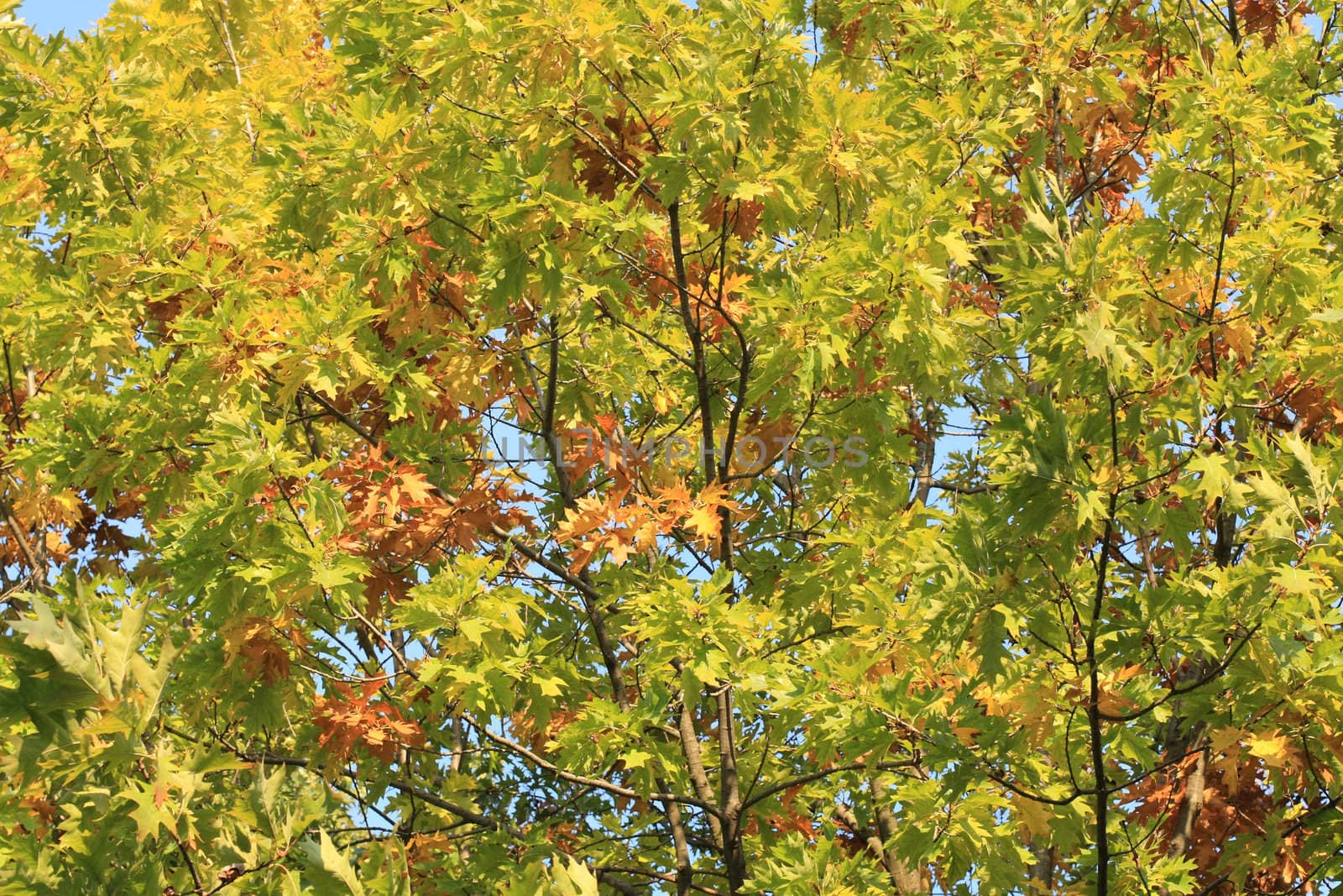Colors of the autumn foliage. 