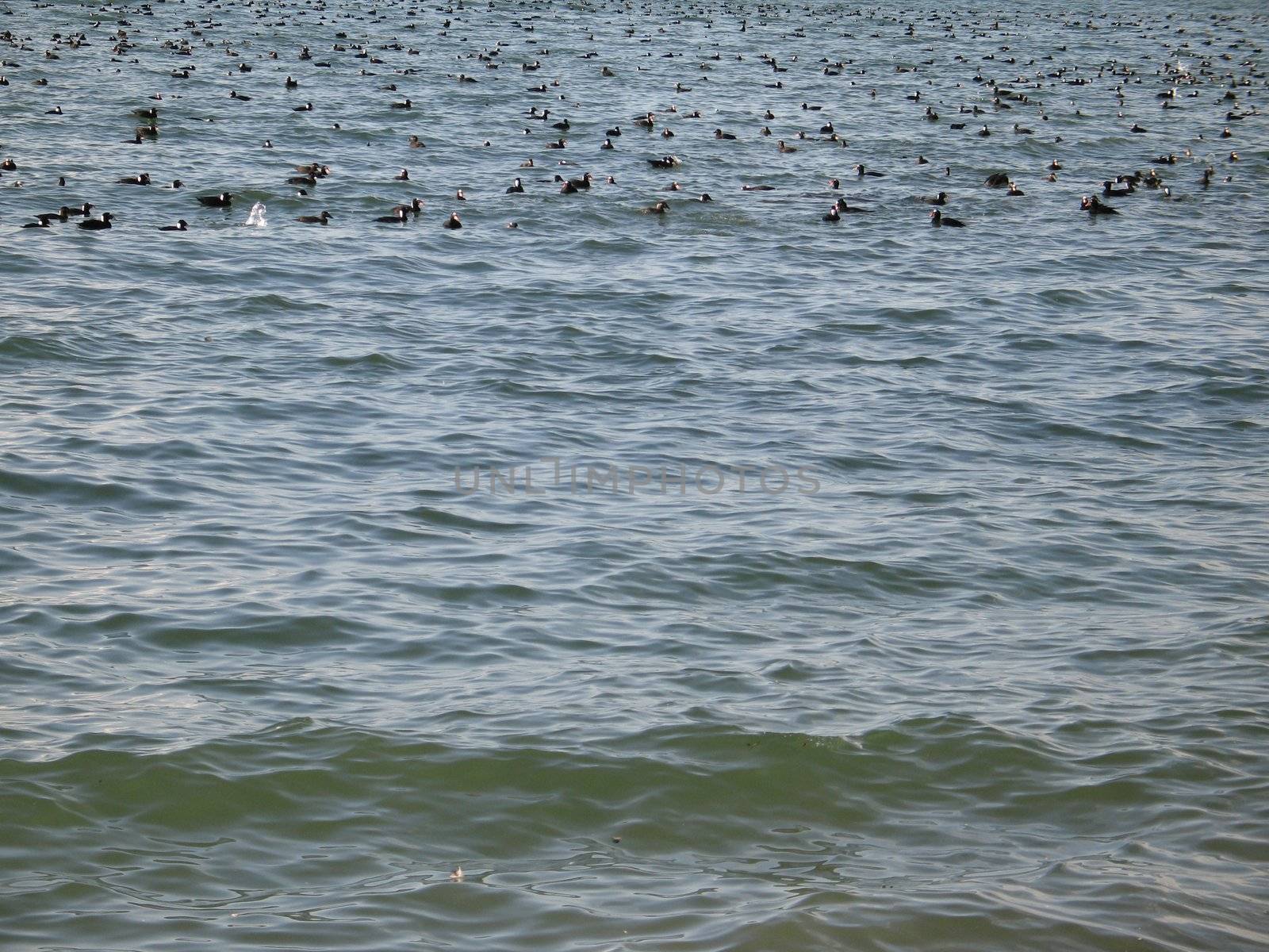 wild ducks on the ocean by mmm