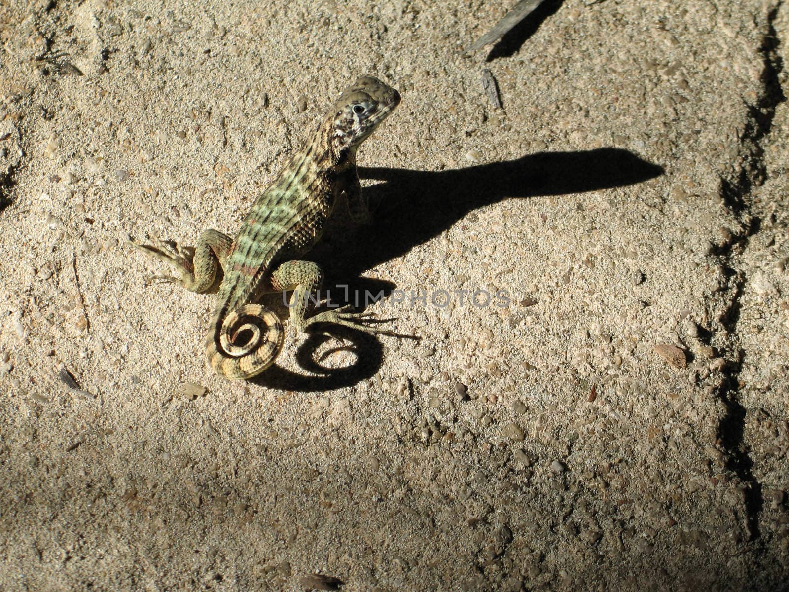 lizard on a rock by mmm