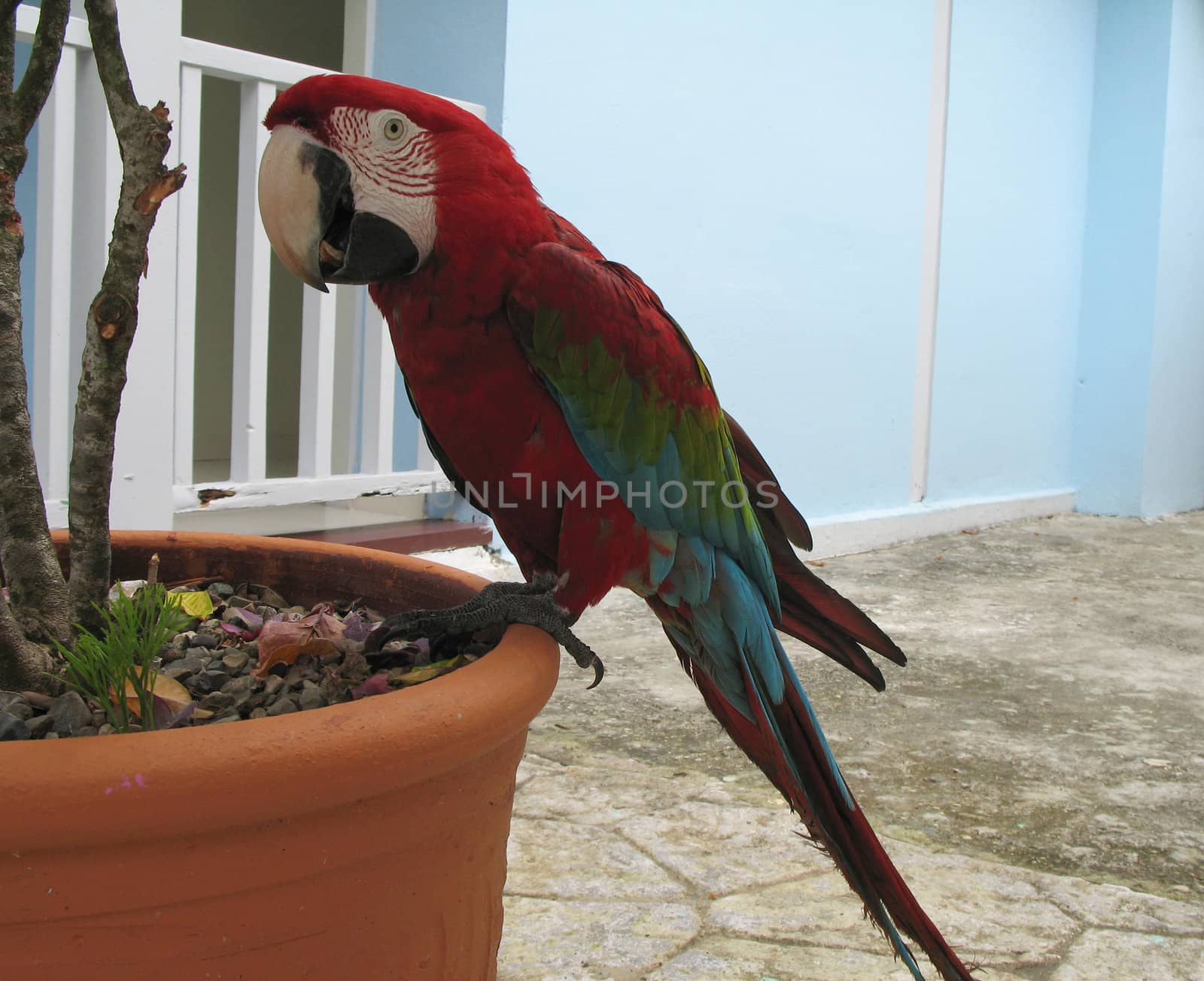 red parrot