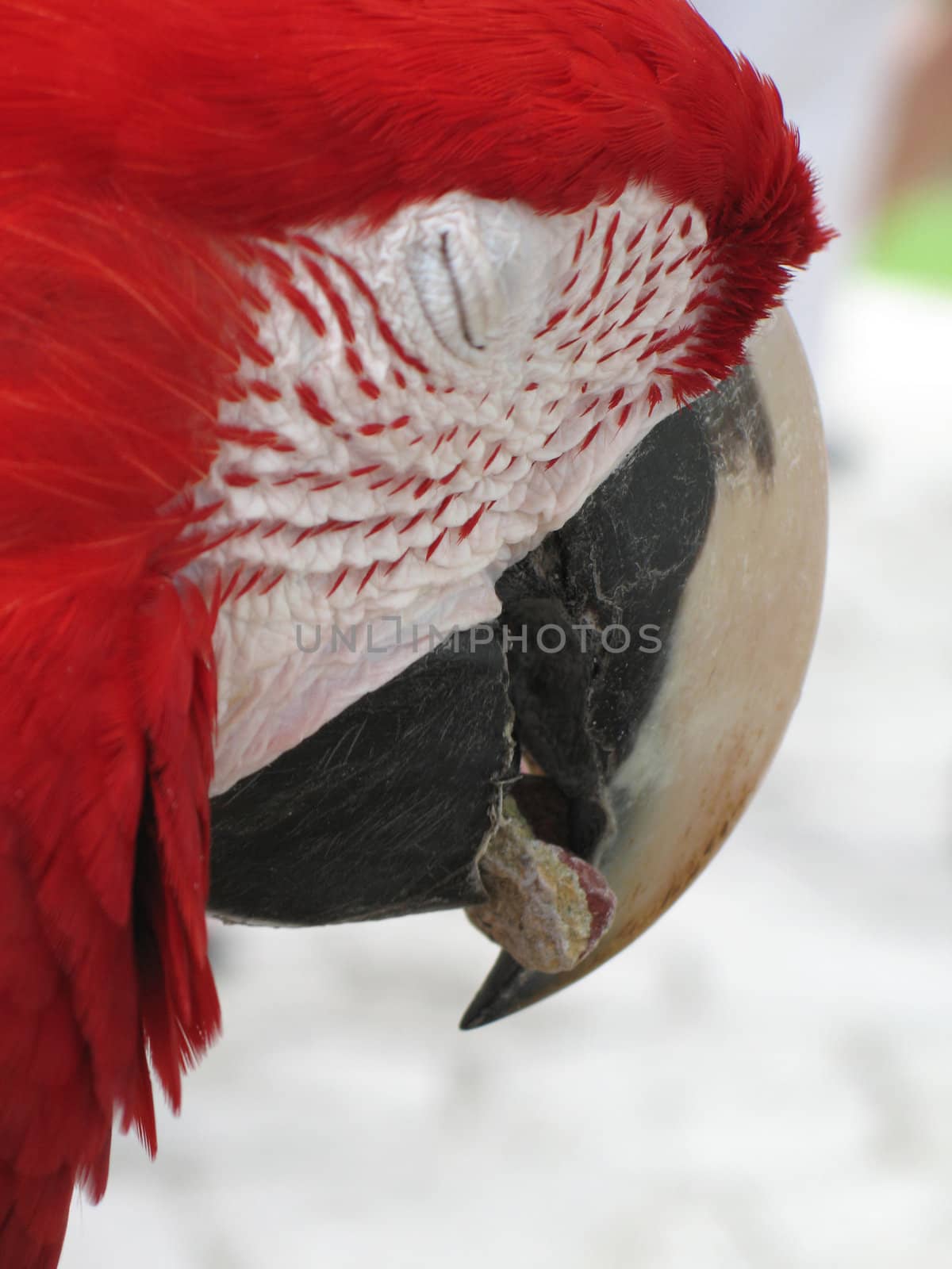 red parrot