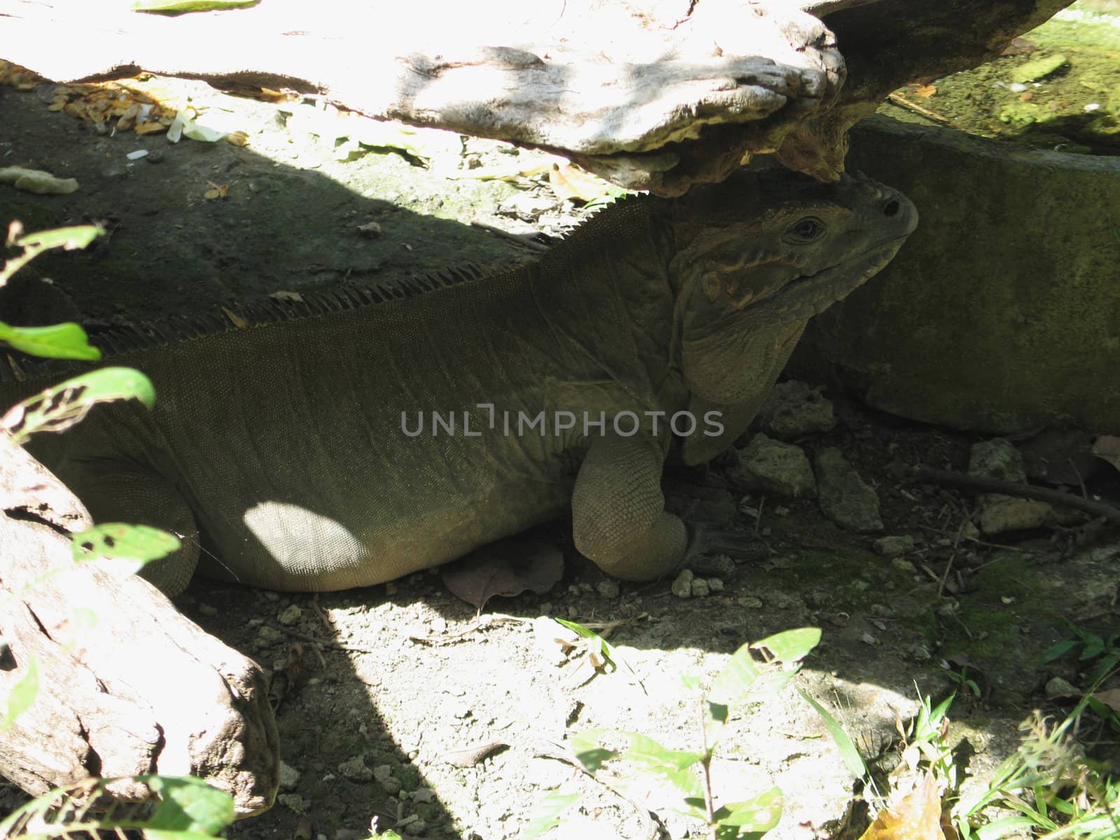 iguana under a rock