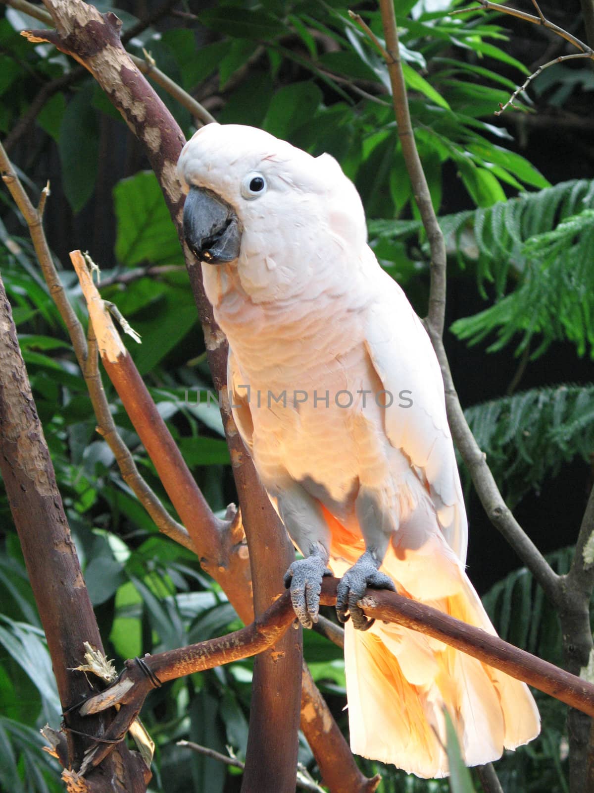 light colored parrot