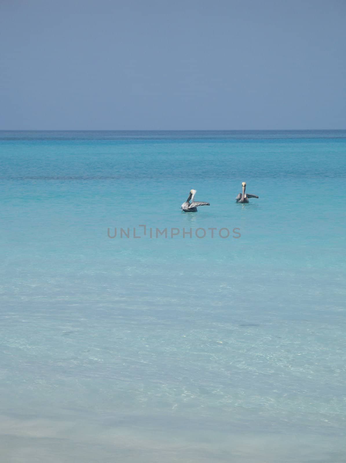 pelicans on the turquoise water by mmm