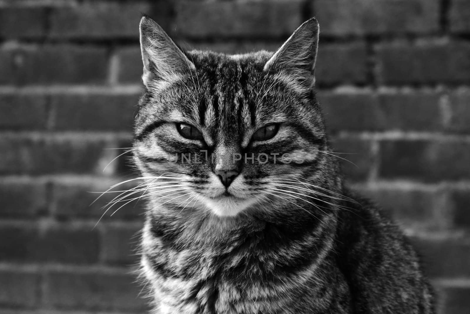 Cat in black and white portrait