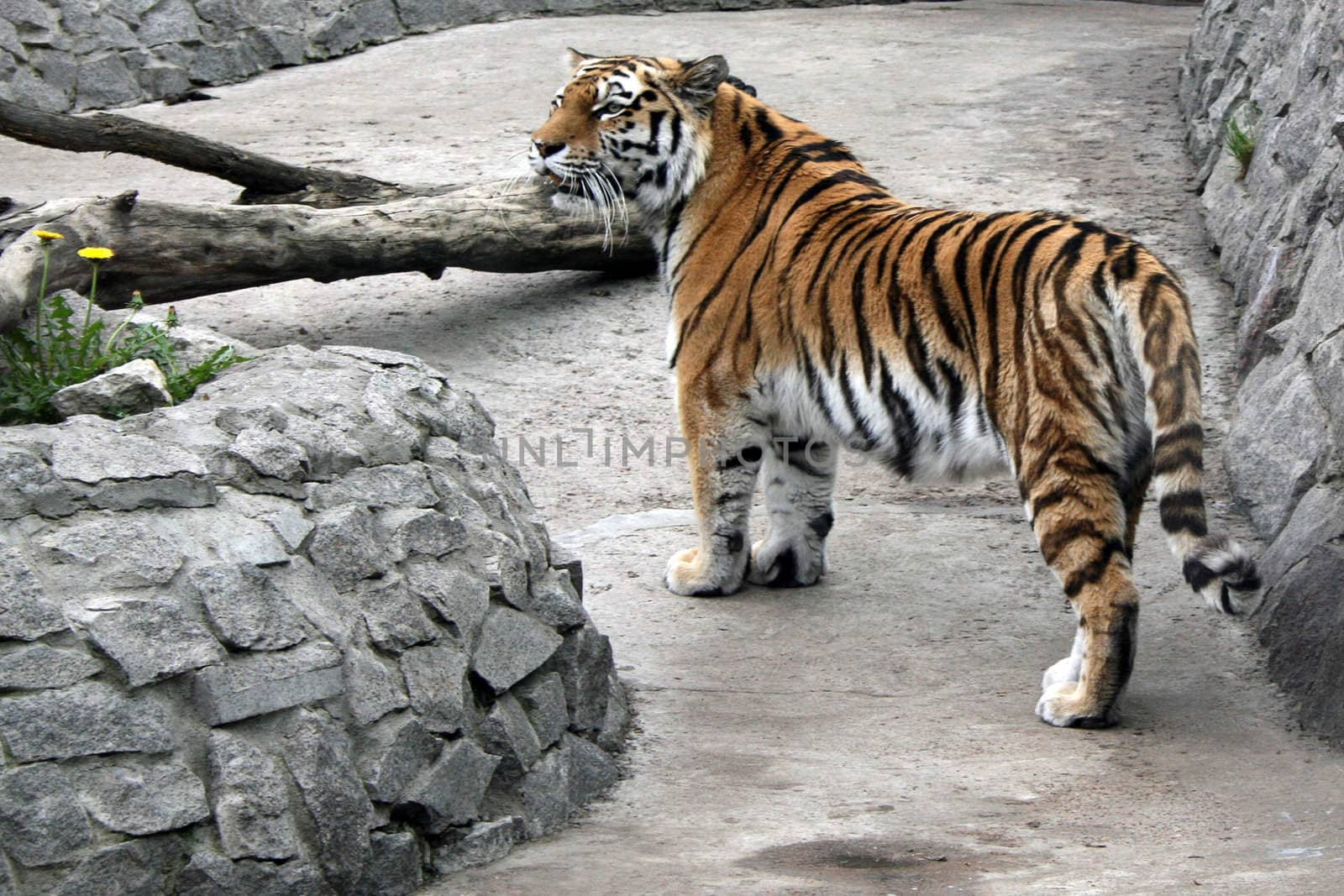 Tiger on walk among stones in the afternoon