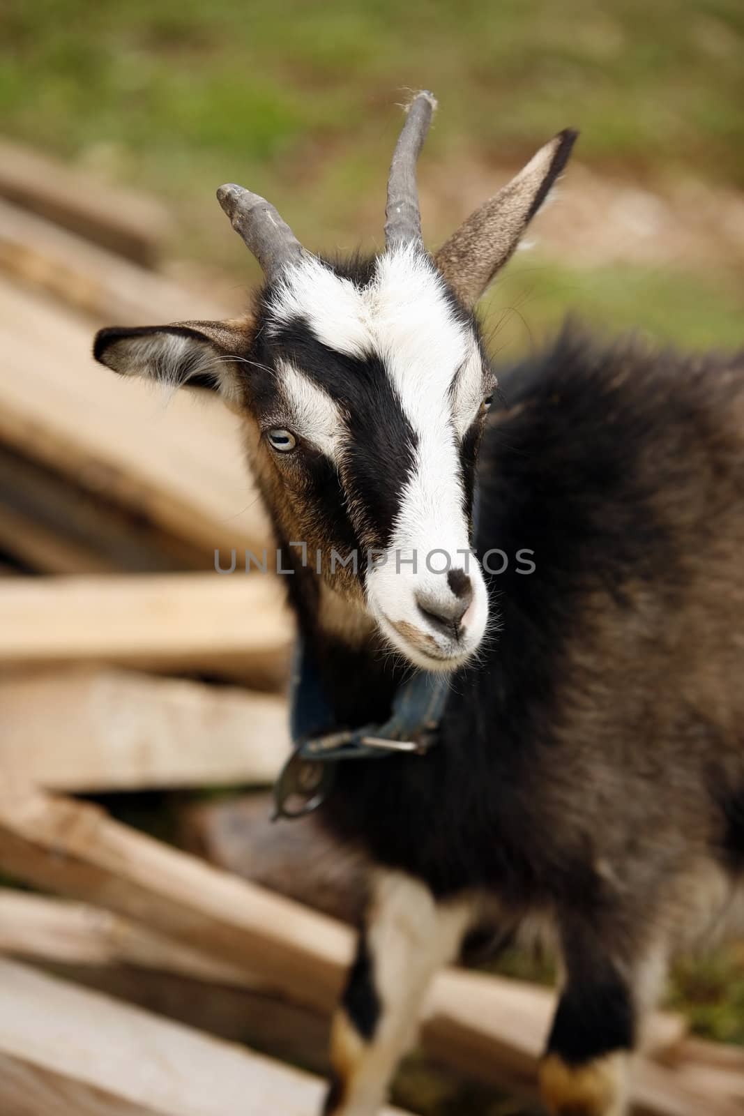 Young goat in a blue collar in a village