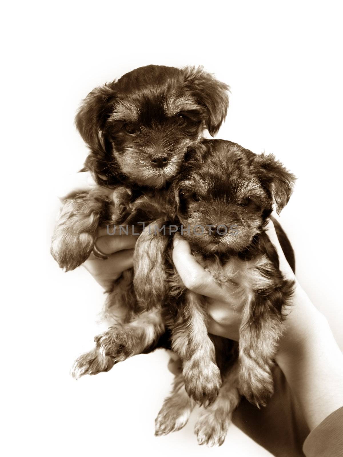 Babes of the yorkshire terrier in female hands