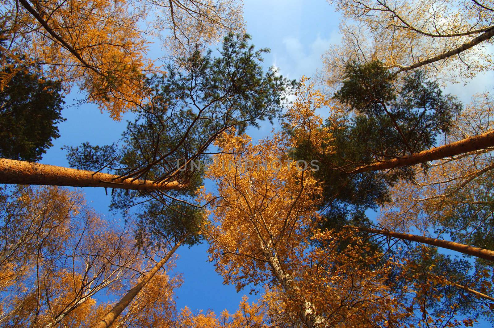 Autumn trees by Shpinat