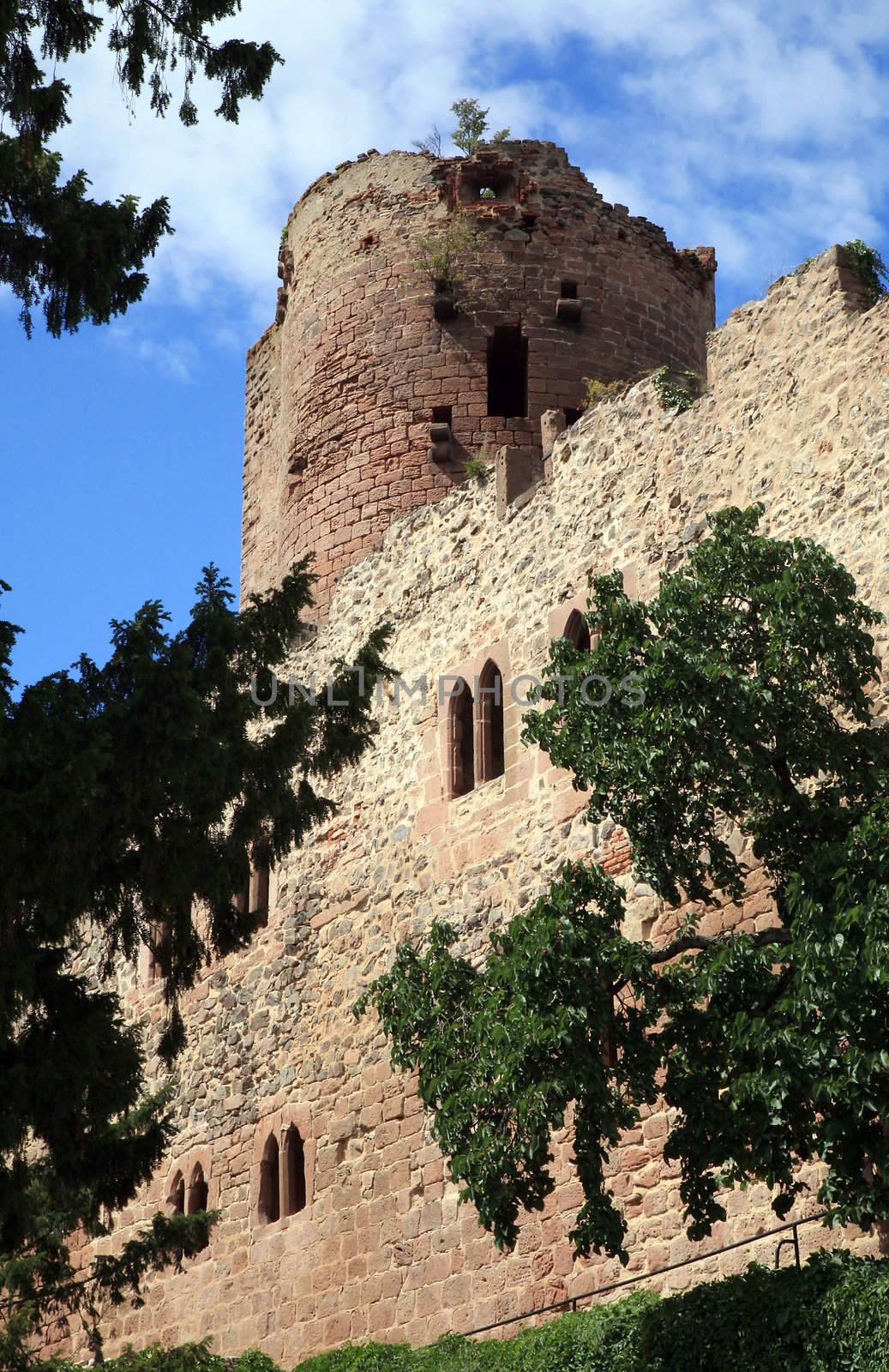 Château de Kintzheim  (The Eagles' Nest’ ) - which presents species of predatory birds, such as eagles, falcons, and vultures, which are in danger of extinction. Spectators can attend daily flights of the birds.