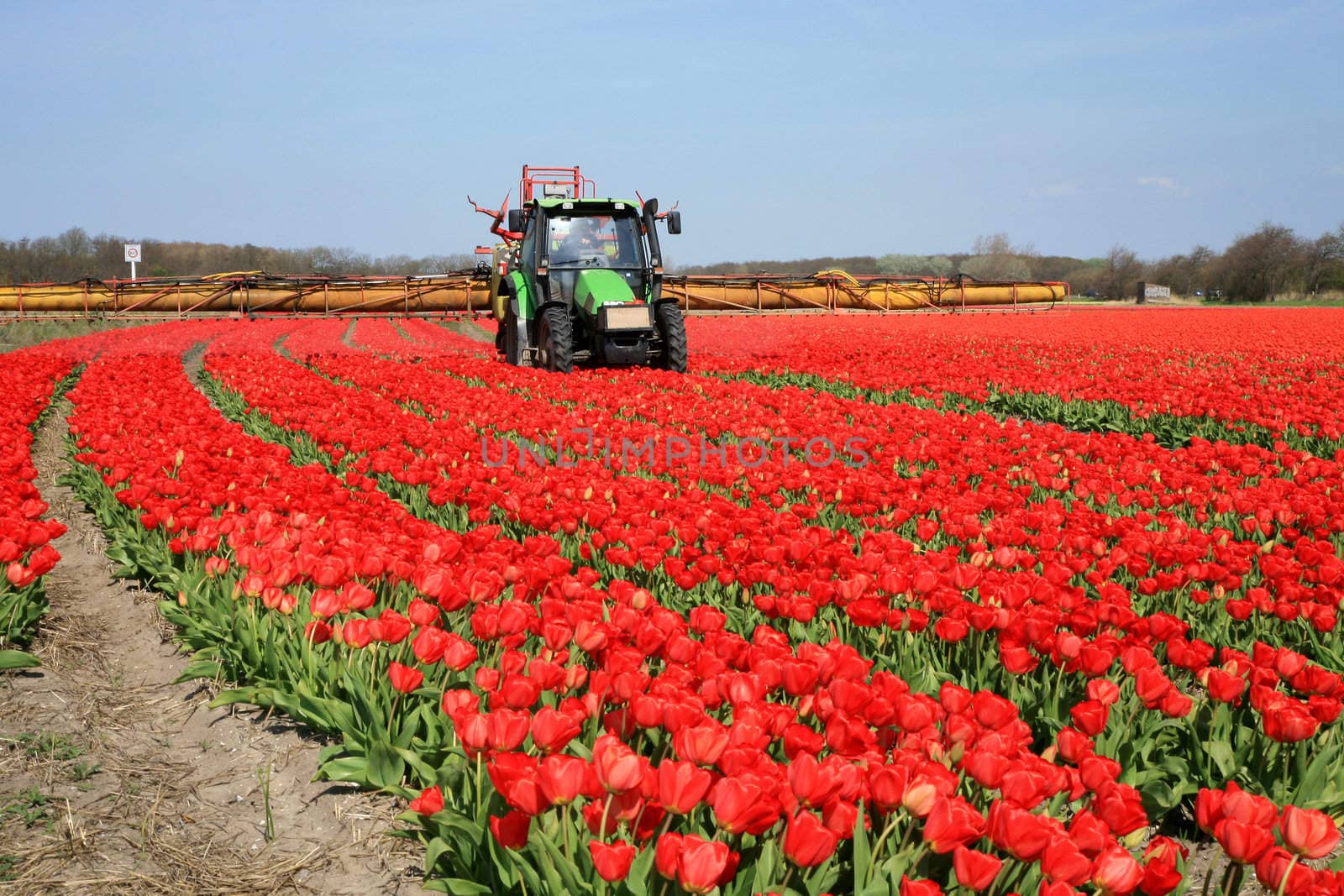 Tulips farm in Netherlands. Spring works on field. Tractor on field.