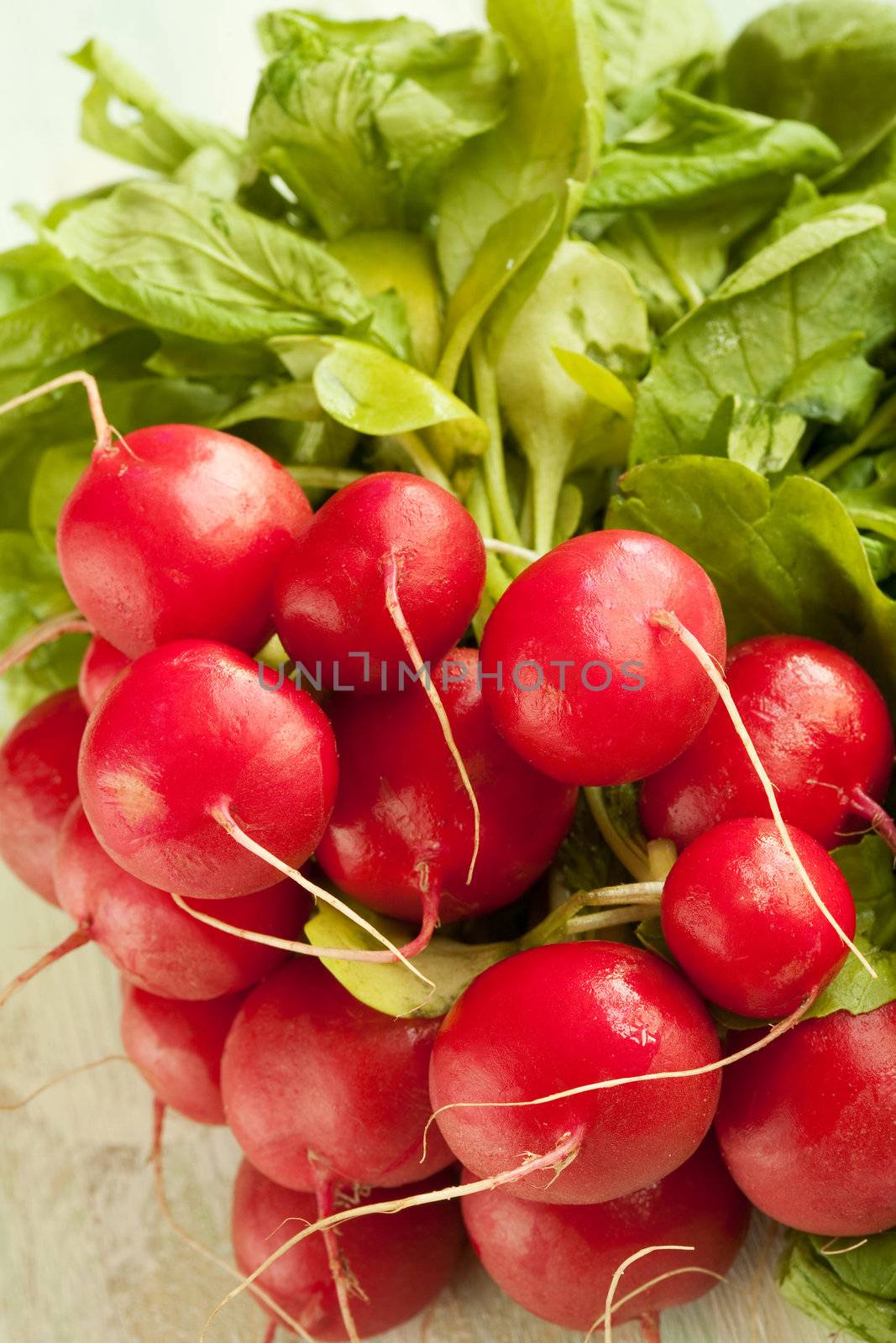 A bunch of fresh raw red radishes