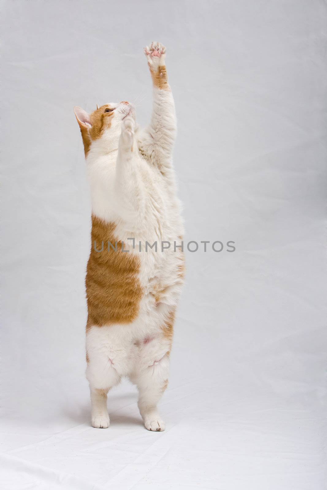 White with orange cat standing and trying to grab something, isolated on white