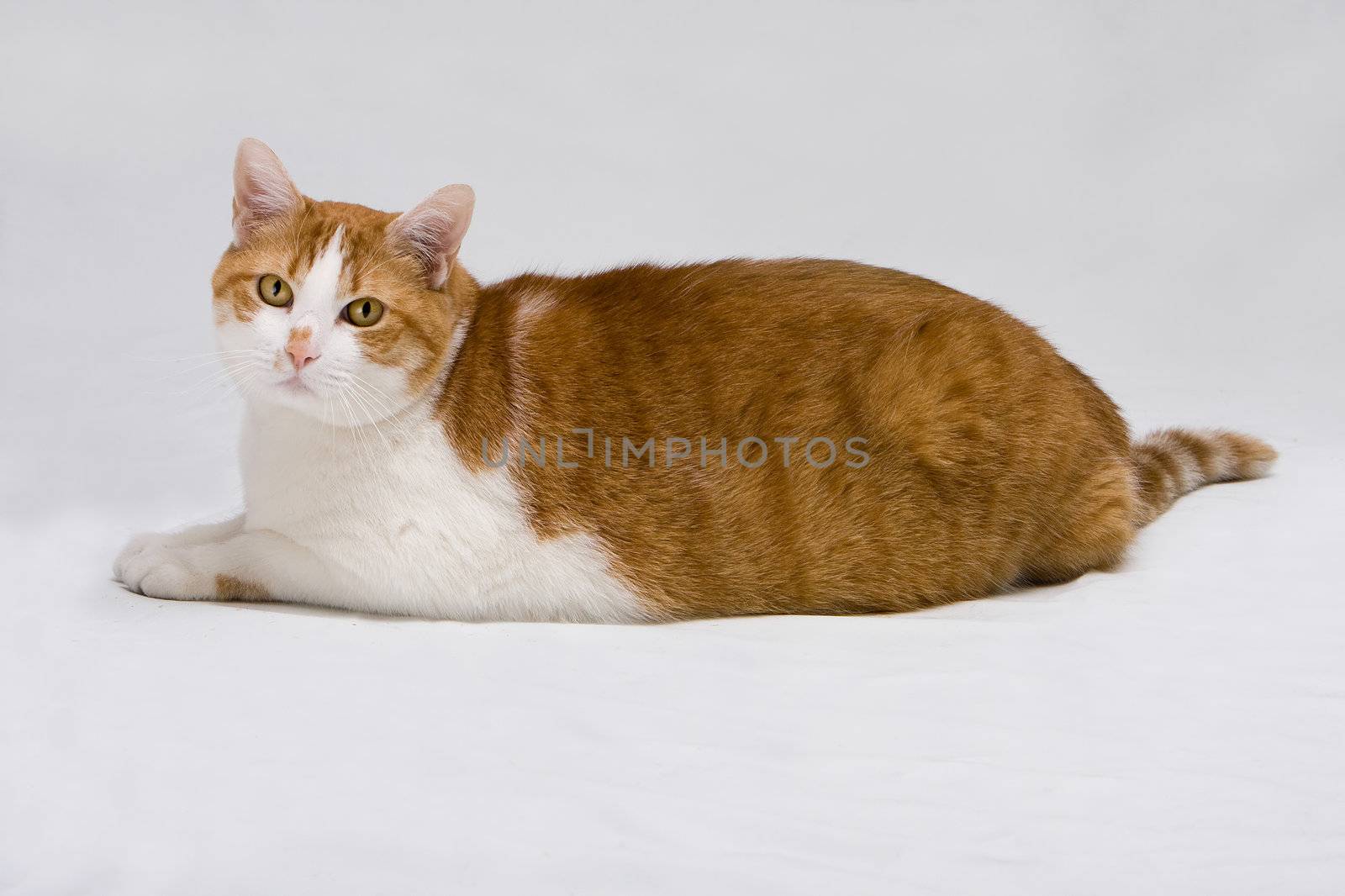Cute white with orange fat cat laying on the floor, isolated on white