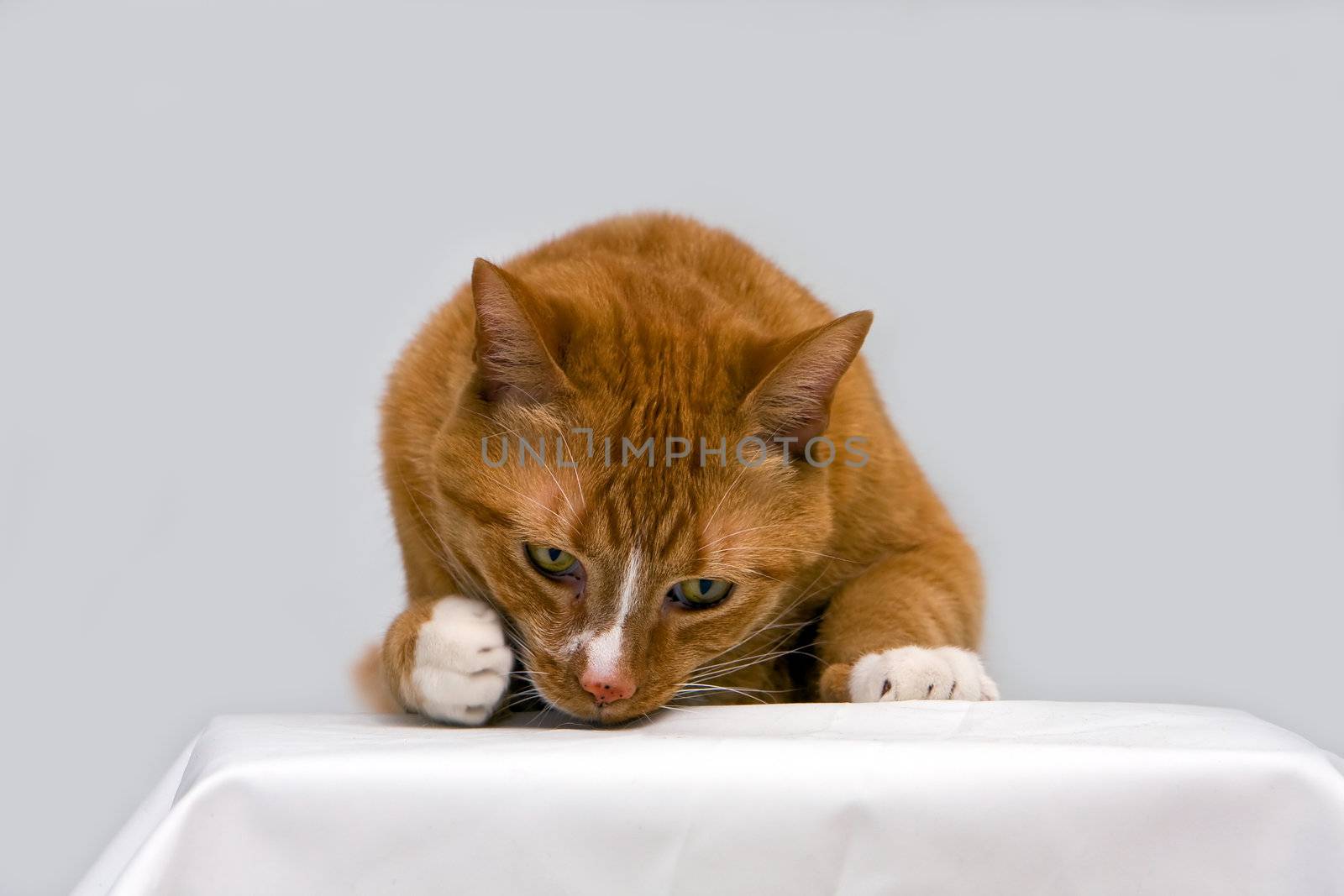 An orange cat curious to see what is underneath his paw, isolated on white
