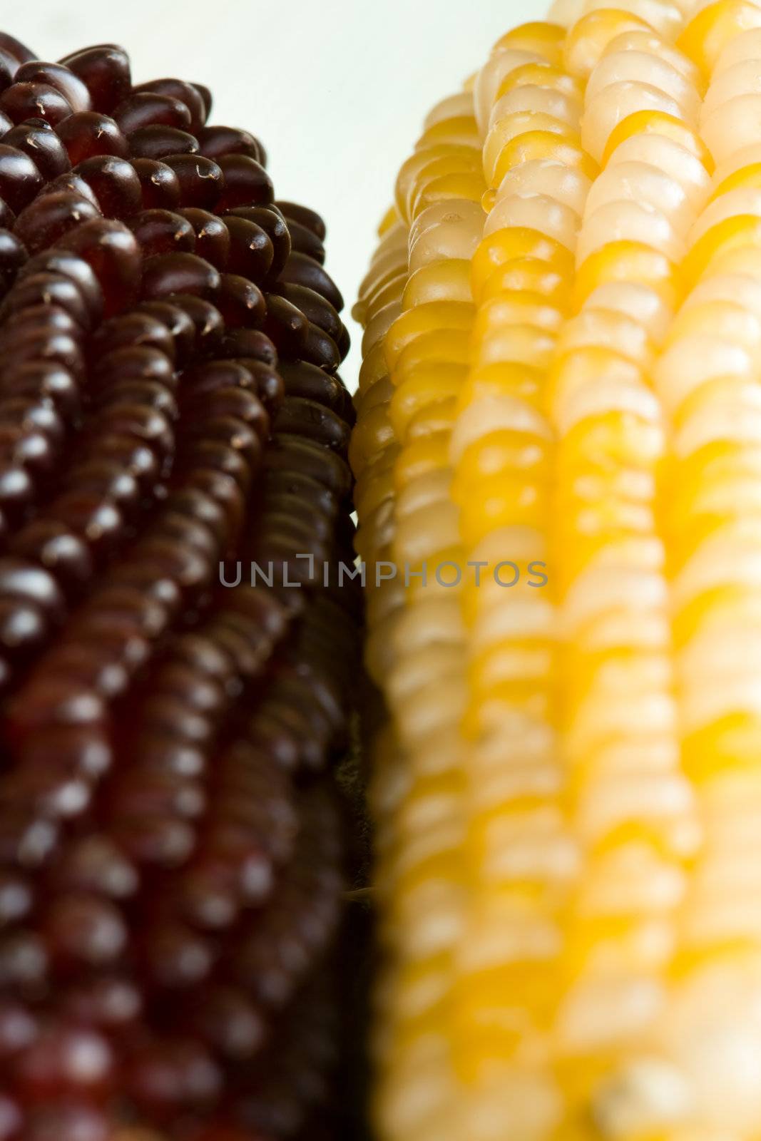 Three corn ears on a table, close-up
