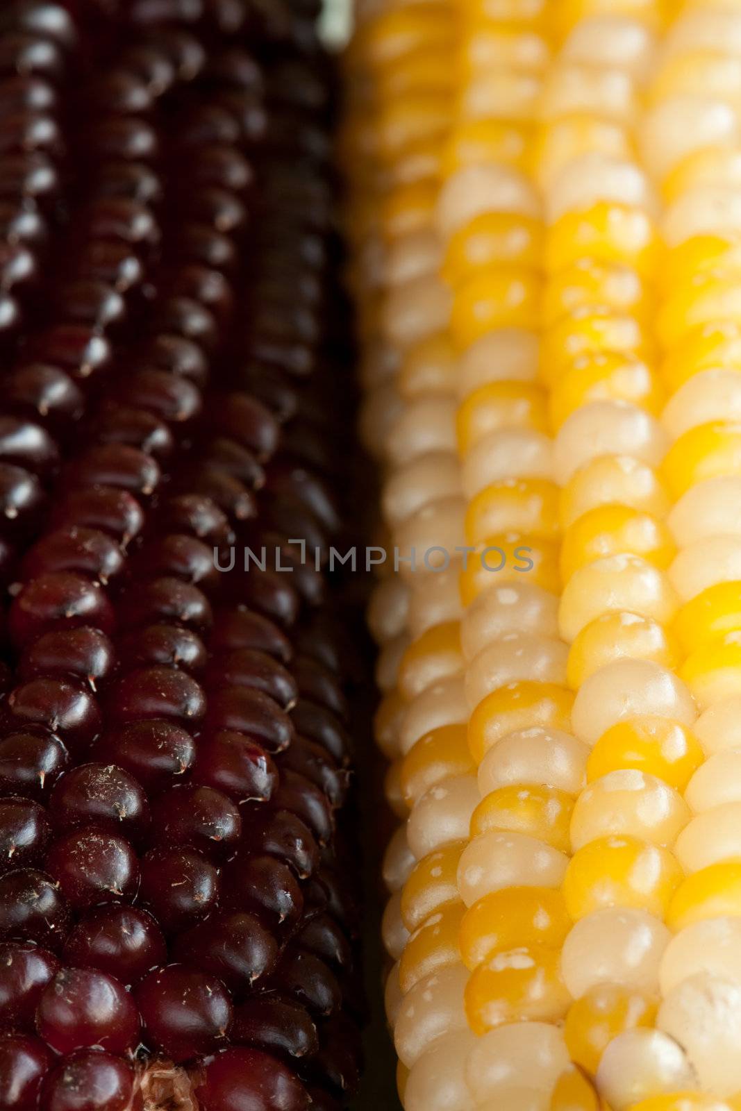 Three corn ears on a table, close-up